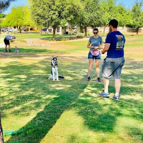 Pet parents working with their husky mix on a distance stay during FurBabies & Friends CGC Prep Class in Glendale, AZ.