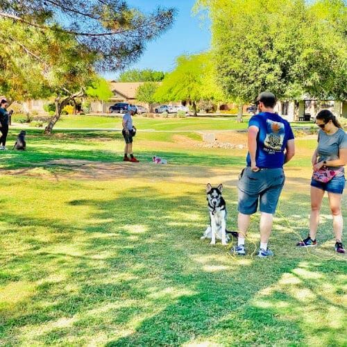 FurBabies & Friends group training class participants working on socialization and dog training cues in Glendale, AZ.