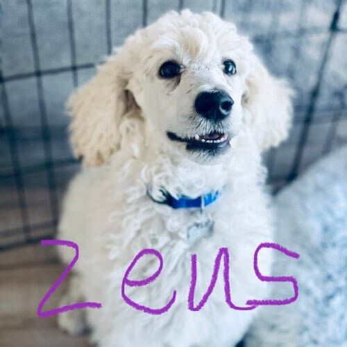 Zeus, the poodle puppy, in Phoenix, AZ excelled during puppy basics training. Zeus, the poodle puppy, in Phoenix, AZ excelled during puppy basics training,