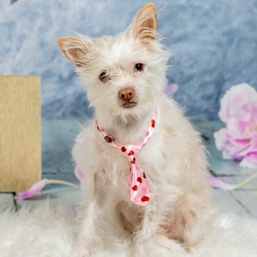 Head dog trainer, Kristie's second small dog, a white terrier mix named Zeke wearing a cute heart tie.