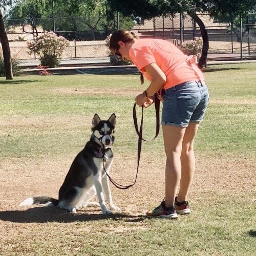 Luna the husky and her mom working on dog training cues in a park in Glendale, AZ.
