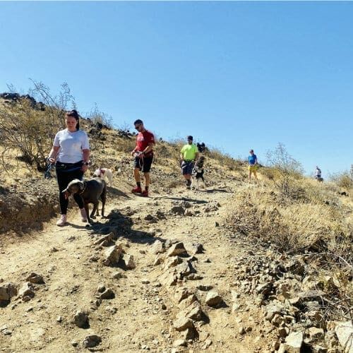 A hike walk training session with FurBabies & Friends positive reinforcement trainer Kristie Halverson in Glendale, AZ.