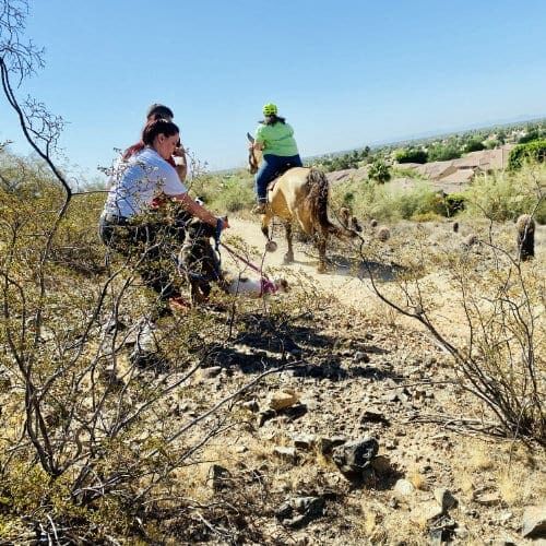 A hike walk training session with FurBabies & Friends positive reinforcement trainer Kristie Halverson in Glendale, AZ.
