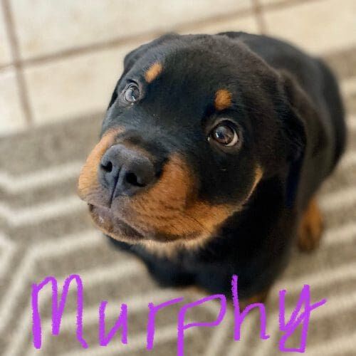 Murphy, the Rottweiler puppy, is part of the furry babies photo gallery of puppies for FurBabies & Friends Rottweiler puppy named Murphy during a pet sitting or training session in Anthem Arizona