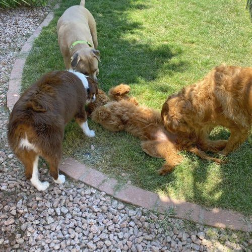 Four dogs playing in the grass during a dog socialization event.