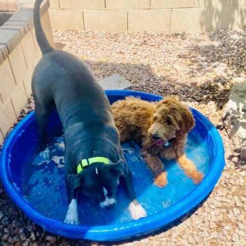 Two dogs playing in a Kiddie pool during a socialization playdate.