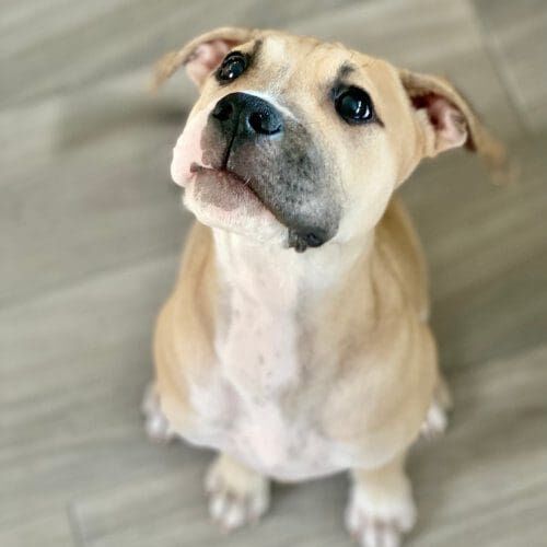 Chance, the pit bull puppy, in Peoria, AZ takes cute pet photos during puppy training, Chance, the pit bull puppy, in Peoria, AZ takes cute pet photos during puppy training,