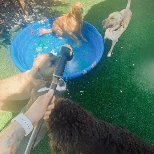 Four dogs playing the a hose in a kiddie pooll during a socialization playdate.