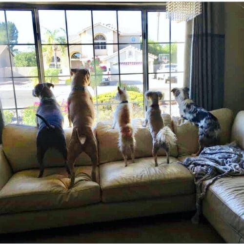 Dog boarding clients call a stay with FurBabies & Friends dog Disneyland Dog boarding clients call a stay with FurBabies & Friends dog Disneyland