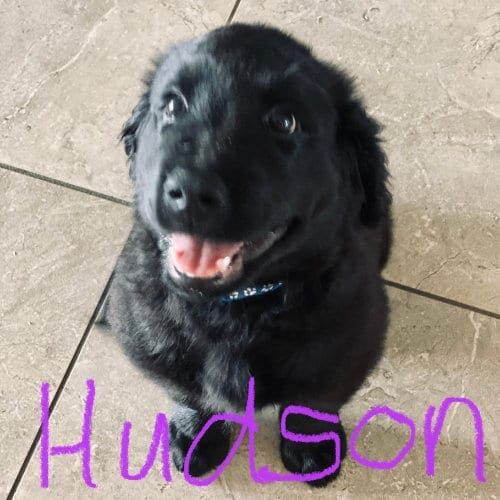 Hudson, the Black lab puppy, in Peoria, AZ was all smiles during puppy school. Black lab puppy named Hudson participating in puppy training school in Peoria Arizona