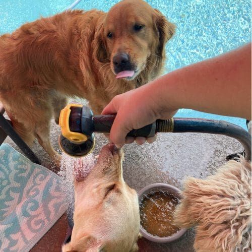 Three dogs drinking and playing with water from a hose during a summer dog socialization playdate.