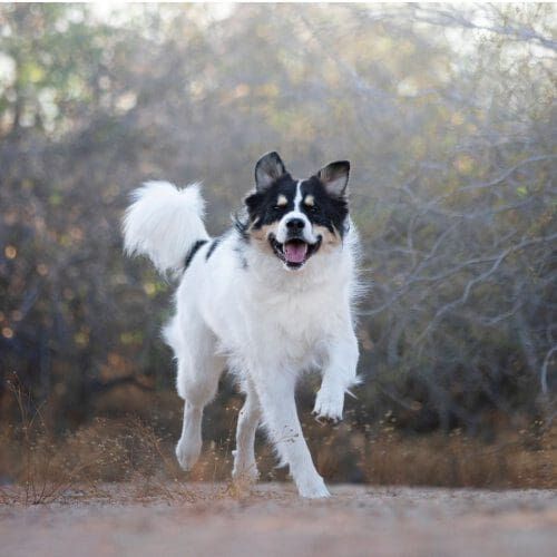 Columbus the Great Pyrenees Mix learned a lot during his Delightful Dog Day Training Program.