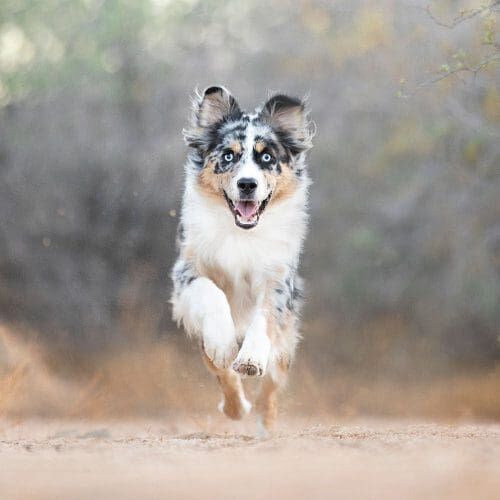 Ralphie the mini aussie running and having a blast during his professional dog photo shoot in Glendale, AZ.