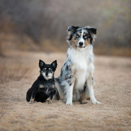 Tri color mini aussie and a black senior chihuahua sit perfectly next to each other during their professional fall family photoshoot with Furbabies & Friends in Glendale, AZ.