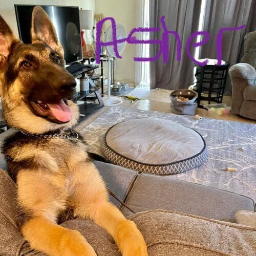 Asher the high energy German Shepard excelled during in home behavior modification in Phoenix, AZ. Asher the high energy German Shepard excelled during in home behavior modification in Phoenix, AZ.