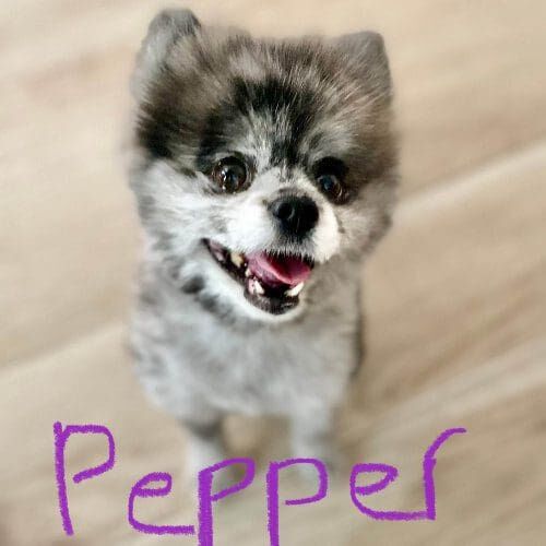 Pomeranian Pepper needed a little help and extra TLC during her in home overnight dog care in Phoenix, AZ.