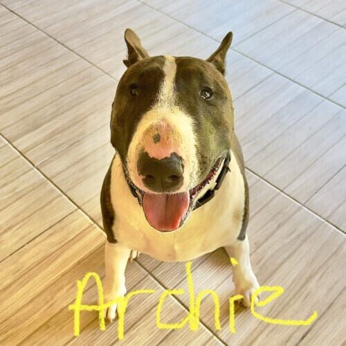 Bull terrier named Archie participating in in-home behavior modification training in Phoenix Arizona