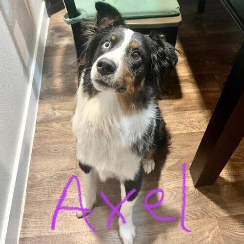 Border collie and Aussie mix puppy named Axel working on leash reactivity during a training session in Phoenix Arizona