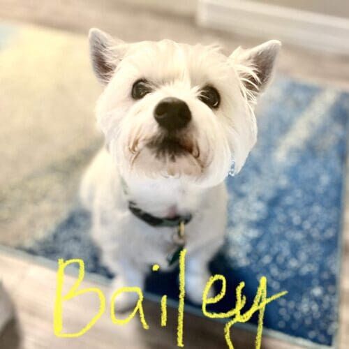 West Highland terrier named Bailey receiving daily midday potty break visits in Glendale Arizona