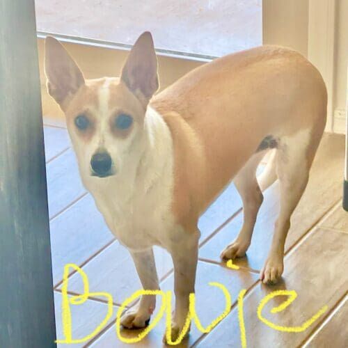 Dog named Bowie working on behavior modification training for fear and insecurity in Youngtown Arizona