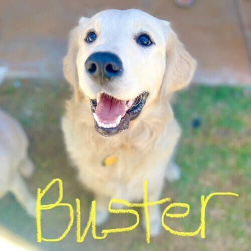 English cream retriever puppy named Buster working on behavior training during a session in Glendale Arizona