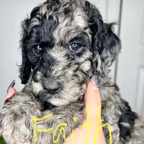 Aussiedoodle puppy named Faith learning crate training during an in-home session in Glendale Arizona