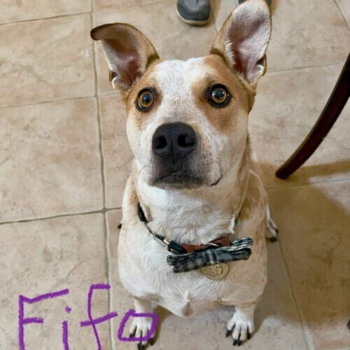 Pitbull mix named Fifo receiving at-home pet sitting care in Peoria Arizona
