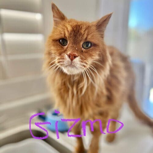 Orange cat named Gizmo during a drop-in pet sitting visit in Sun City Arizona