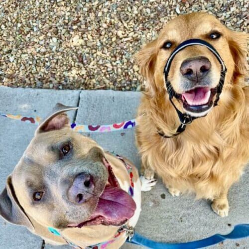Happy dogs, Jazzy and Simba, during a dog exercise service with a professional dog walker in Glendale AZ. Happy dogs, Jazzy and Simba, during a dog exercise service with a professional dog walker in Glendale AZ.