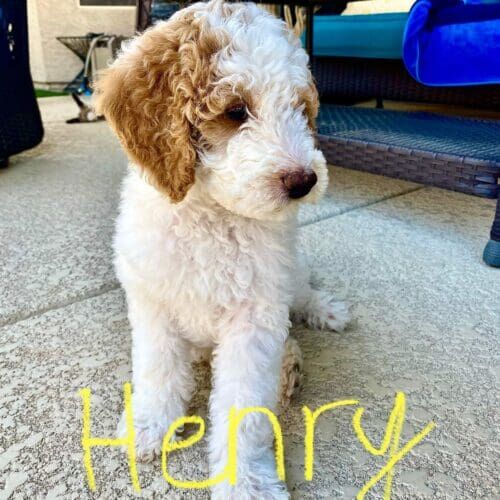 Goldendoodle puppy named Henry learning potty training during an in-home session in Glendale Arizona