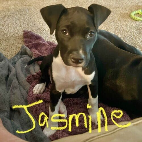 Black pitbull puppy named Jasmine receiving foster care through Arizona Humane Society
