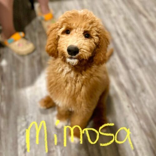 Goldendoodle puppy named Mimosa participating in a puppy training at home preparation class in Litchfield Park Arizona