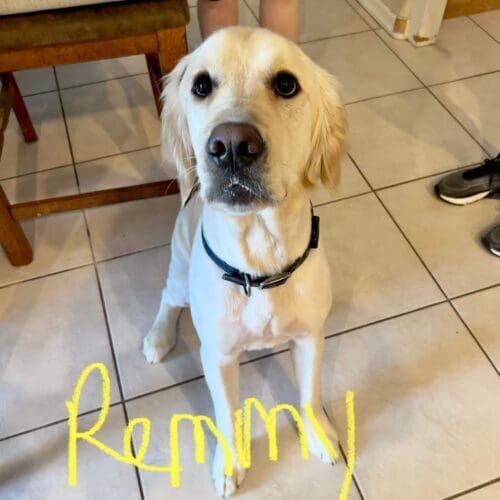 Yellow lab named Remmy receiving in-home pet sitting visits in Glendale Arizona