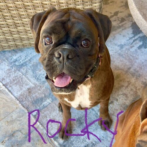 Boxer named Rocky receiving hourly pet sitting care in Vistancia Arizona