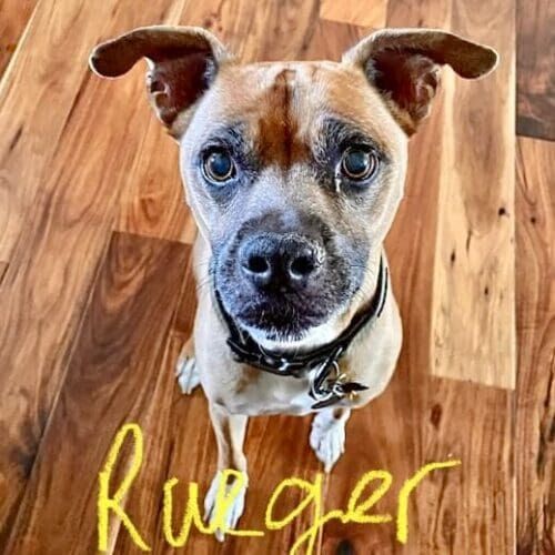 Senior diabetic boxer named Rueger receiving drop-in pet sitting visits with medical support in Glendale Arizona