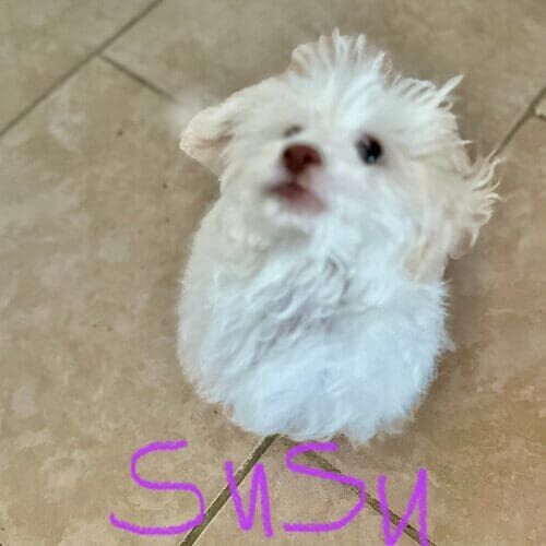 Puppy named Sisu learning potty training during an in-home session in Glendale Arizona