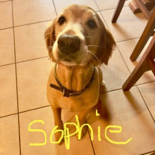 Senior golden retriever named Sophie receiving drop-in pet sitting visits in Glendale Arizona