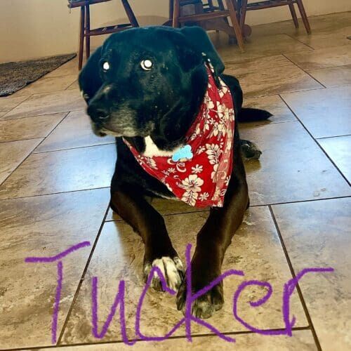Black lab named Tucker receiving overnight in-home pet sitting care in Peoria Arizona