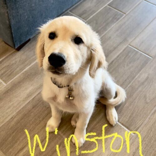 English cream retriever puppy named Winston practicing training skills during a session in Youngtown Arizona