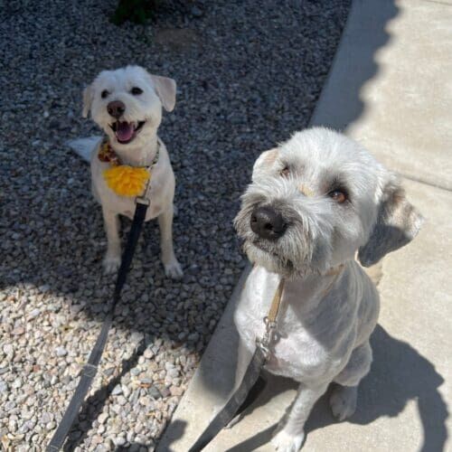 Dogs named Murphy and Xena working on leash reactivity using desensitization training techniques in Glendale Arizona