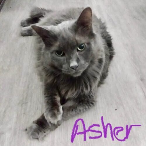 Cat named Asher receiving in-home care during a pet sitting visit in Phoenix Arizona