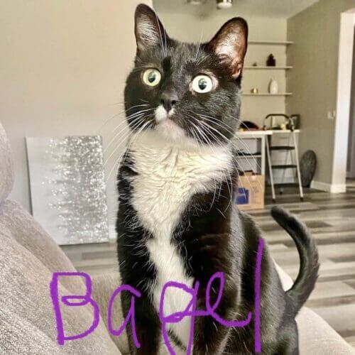Black cat named Bagel during a drop-in pet sitting visit in Phoenix Arizona
