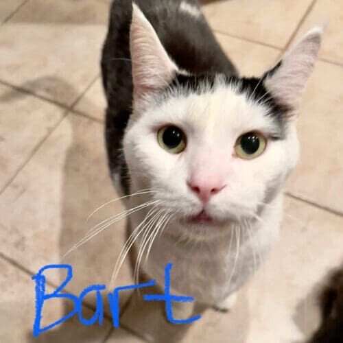 Black and white cat named Bart asking for pets during a pet sitting visit in Peoria Arizona