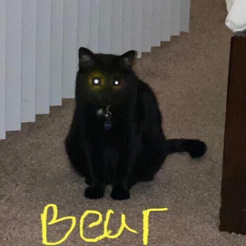 Cat named Bear receiving in-home care during a pet sitting visit in Glendale Arizona