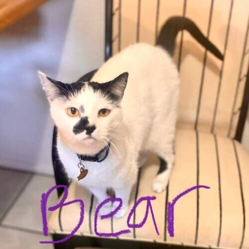 White cat named Bear during a drop-in pet sitting visit in Phoenix Arizona