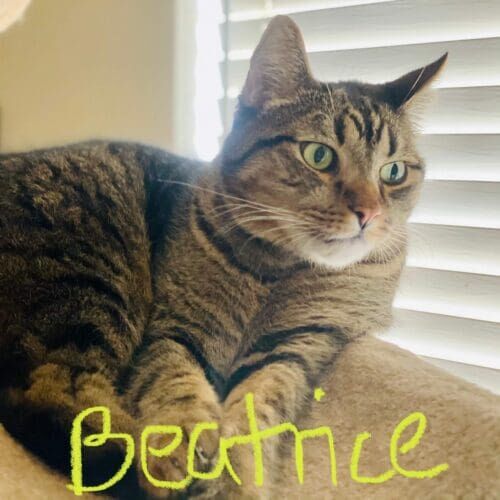 Cat named Beatrice relaxing during a pet sitting visit in Peoria Arizona
