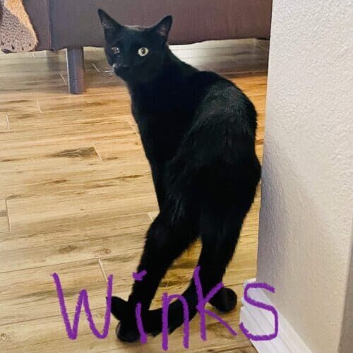 Black cat named Winks relaxing during a pet sitting visit in Peoria Arizona