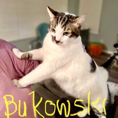 White cat named Buckowski asking for affection during a pet sitting visit in Peoria Arizona