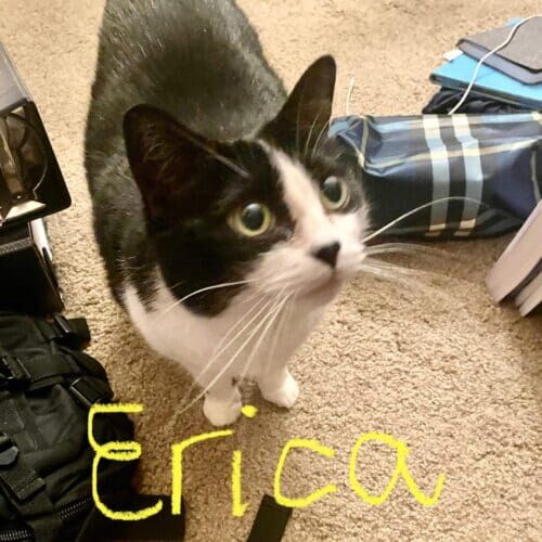 Black and white cat named Chica relaxing during a pet sitting visit in Glendale Arizona