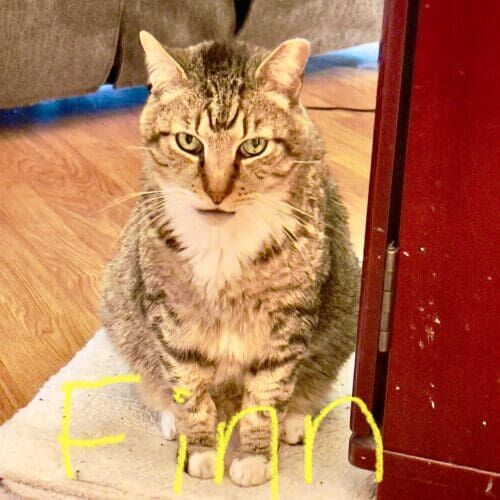 Cat named Finn looking judgmentally at a pet sitter during a pet sitting visit in Phoenix Arizona